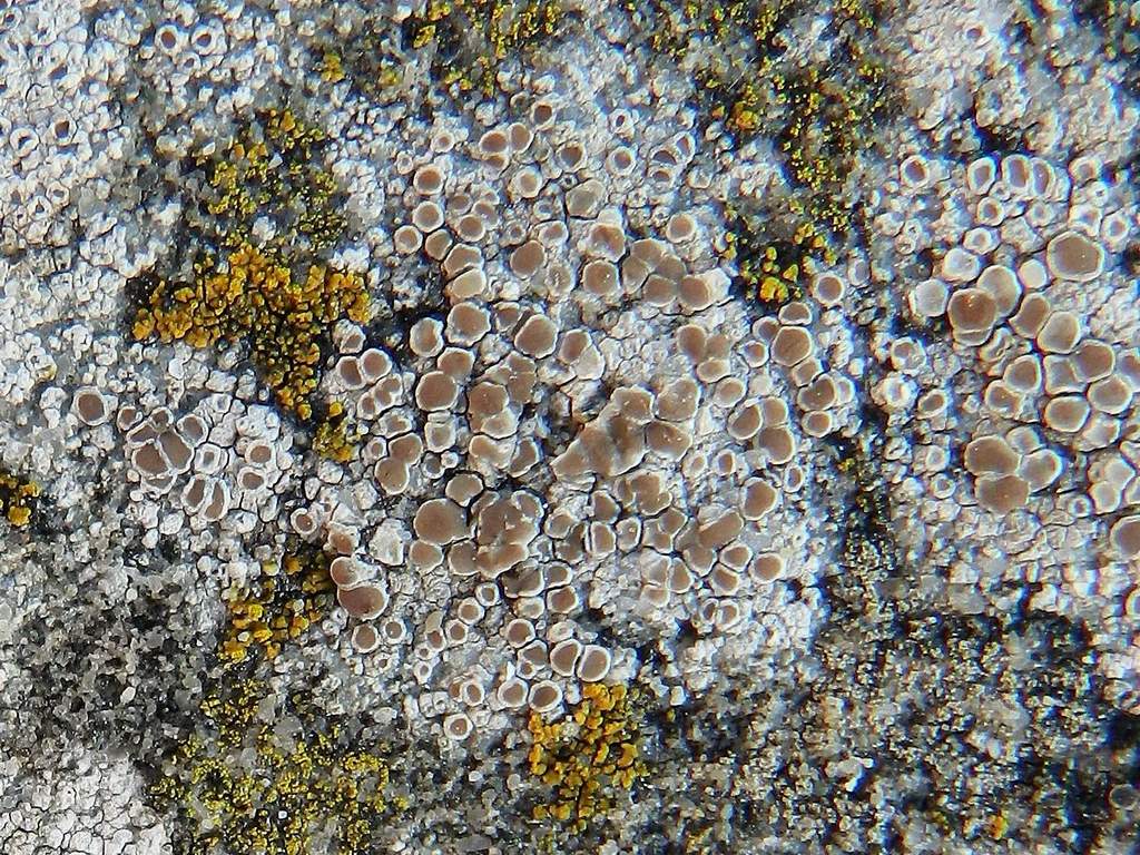 Lecanora sp. da identificare
